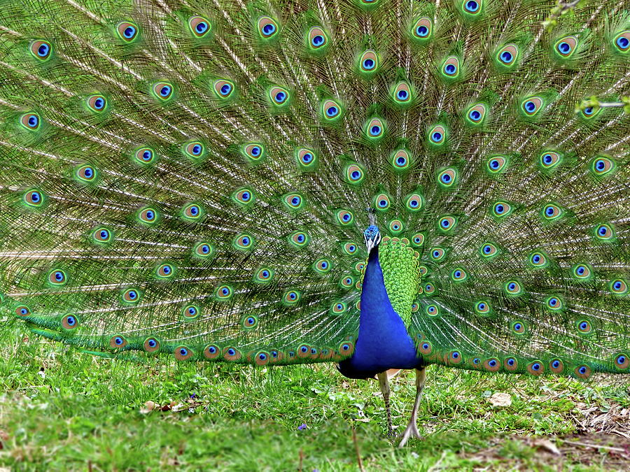 male peacocks
