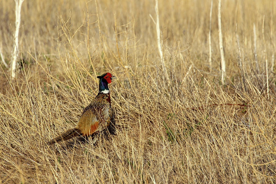 Male Pheasant in the Field Photograph by Steve Templeton