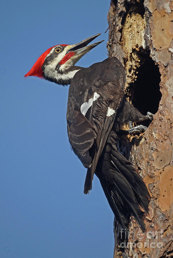 Male Pileated portrait Photograph by Larry Nieland