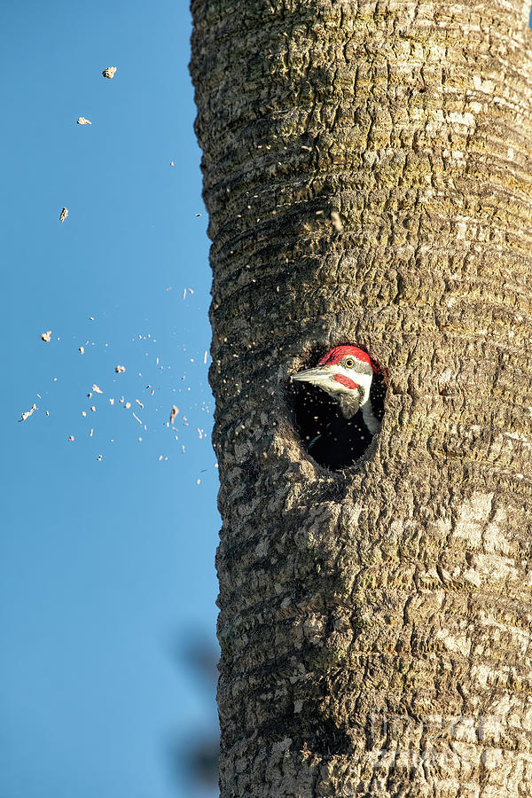 Male Pileated Woodpecker Cleaning House Photograph by Scott Pellegrin