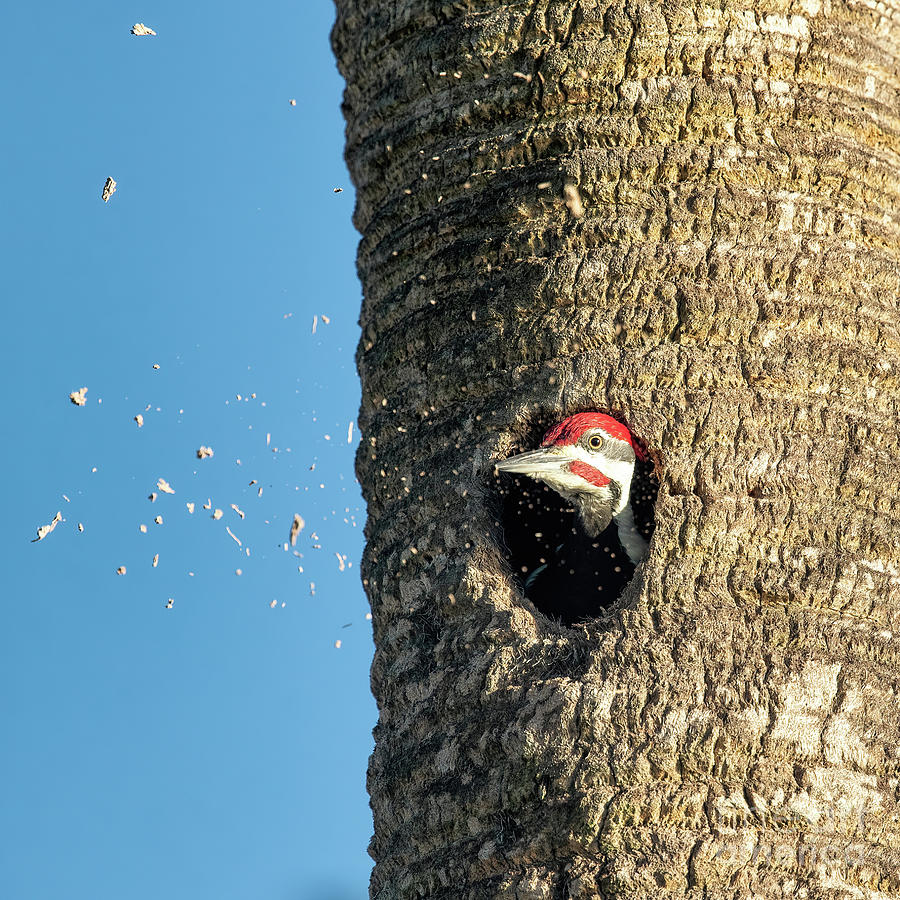 Male Pileated Woodpecker Cleaning House - square Photograph by Scott Pellegrin