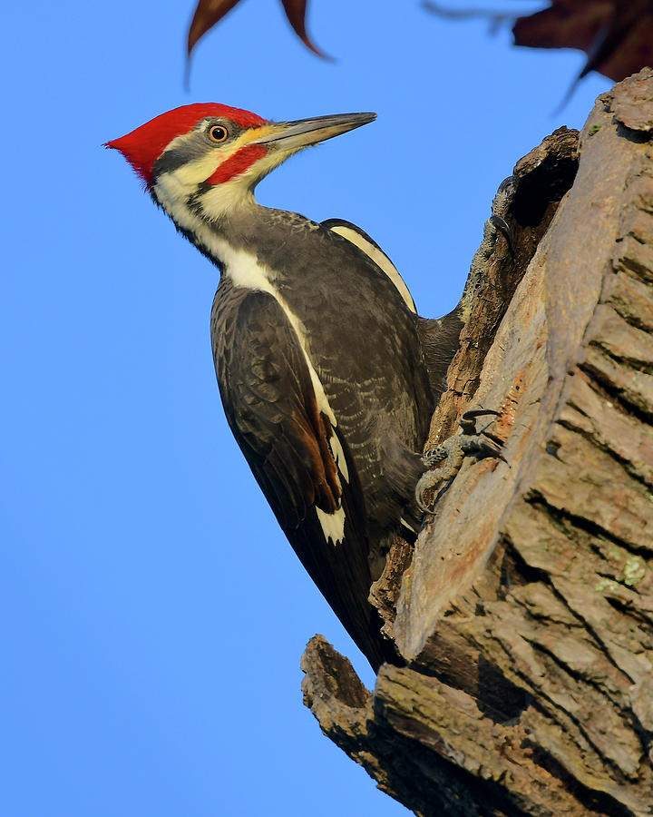 Male Pileated Woodpecker Photograph by Dale Vanderheyden