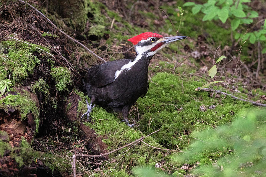 Male Pileated Woodpecker - Dryocopus pileatus - on Forest Floor Photograph by Michael Russell