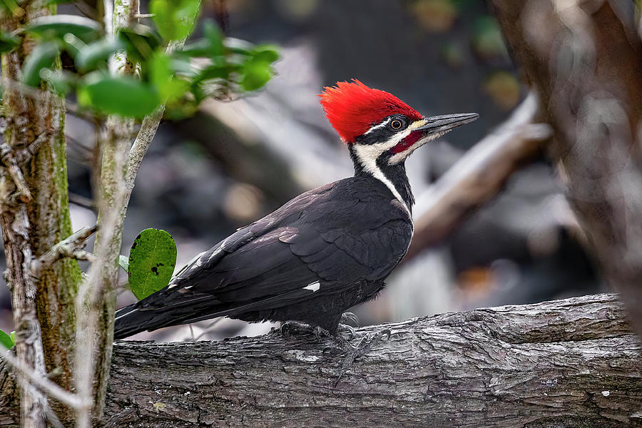 Male Pileated Woodpecker In A Mangrove Photograph By Kenneth Keifer 