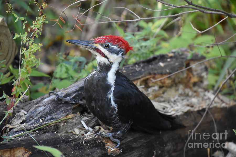 Male Pileated Woodpecker Photograph
