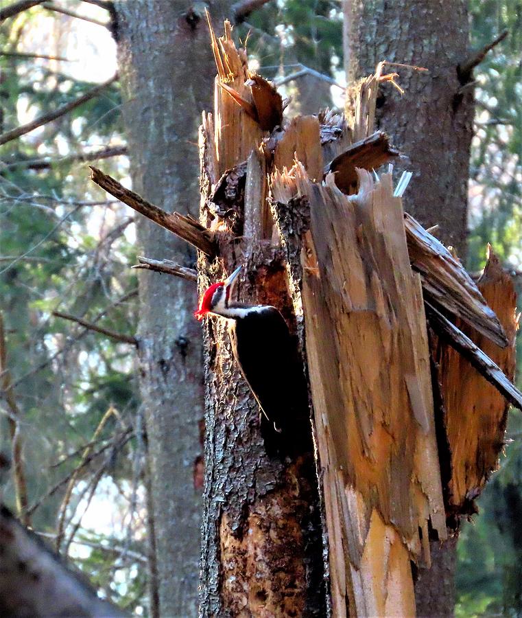 Male Pileated Woodpecker Photograph by Linda Stern