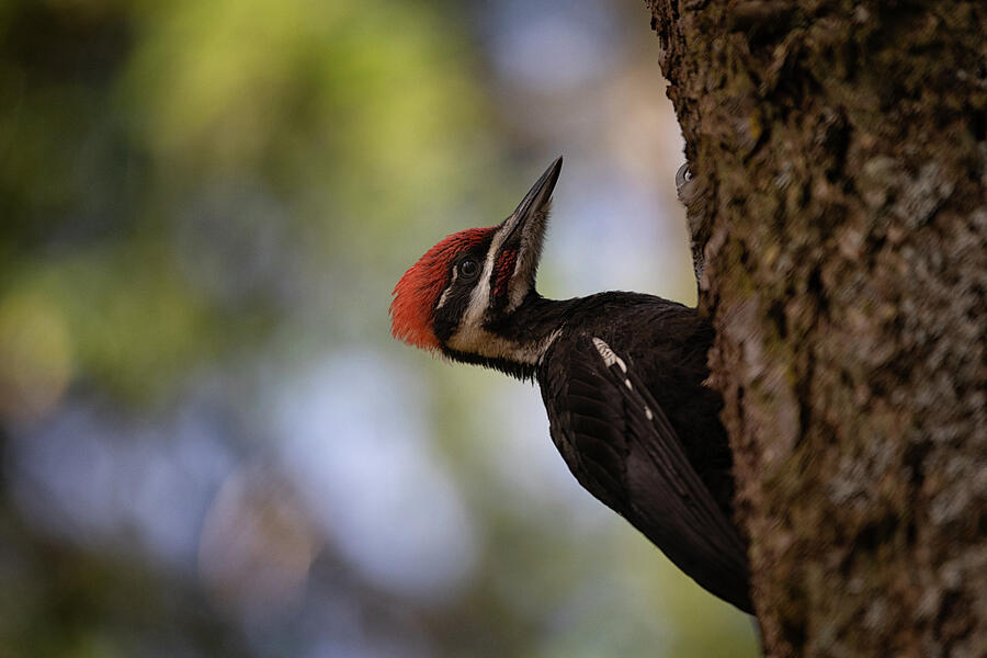 Male Pileated Woodpecker Photograph by Randy Hall Male Pileated Woodpecker Photograph by Randy Hall