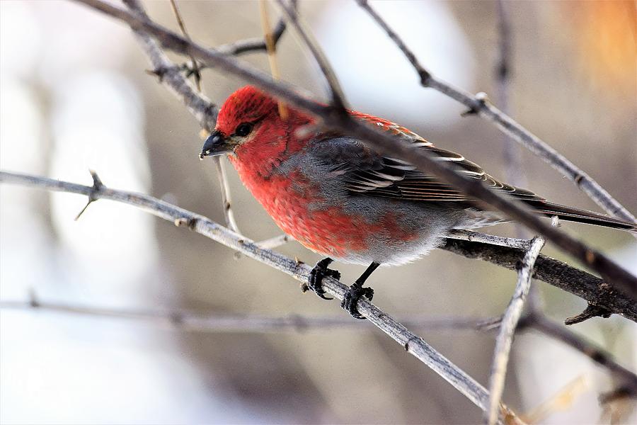 Male Pine Grosbeak in the Woods Photograph by Tracey Vivar