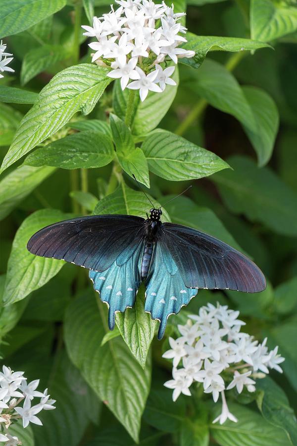 Male Pipevine Swallowtail Photograph by Liza Eckardt