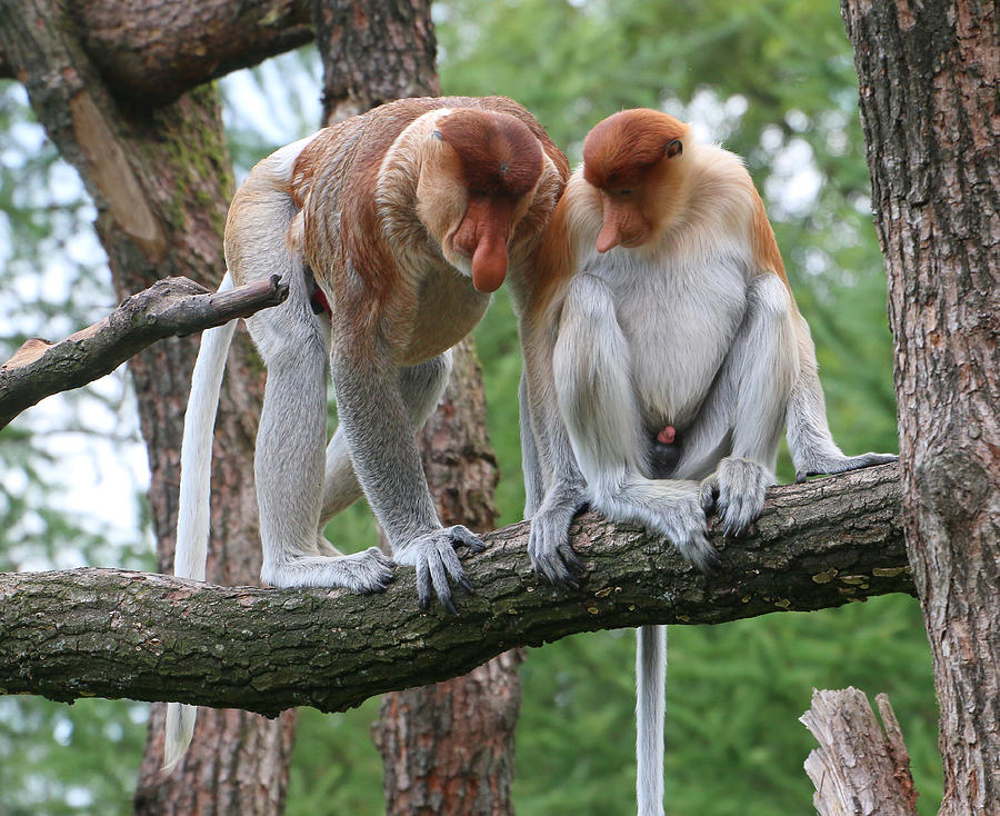 Male proboscis monkeys Photograph by Ger Bosma