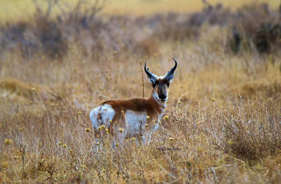 Male Pronghorn Photograph by Sonya Greer