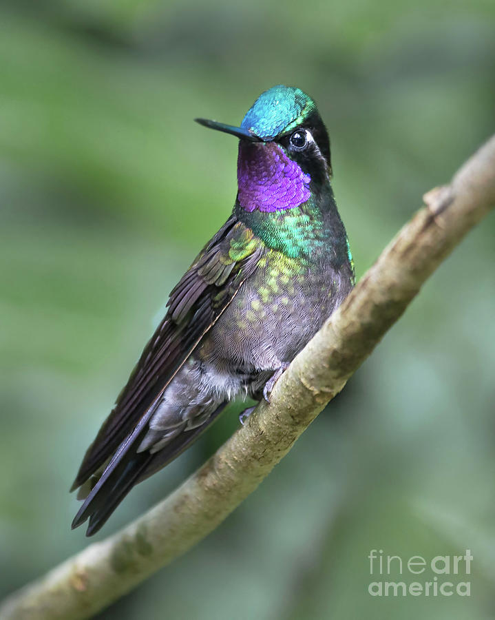 Male Purple-Throated Mountain Gem Hummingbird Photograph by Bobbie Turner