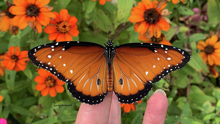 Male Queen Butterfly Photograph by Nancy Denmark