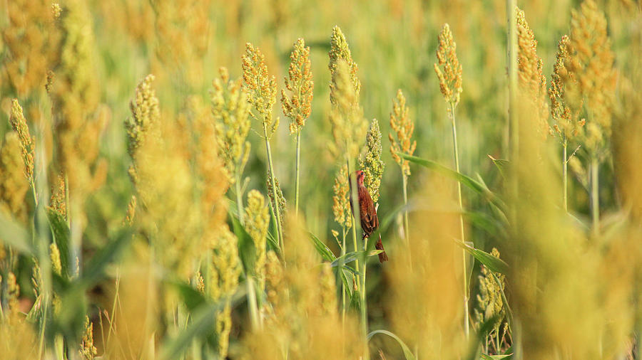 Sparrow Photograph - Male Red Avadavat Sparrow in dense farm plants  by Arjun Bhadra