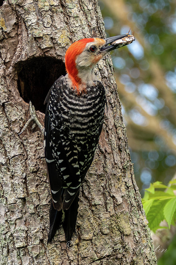 Male Red-bellied Woodpecker at Nest Photograph by Bradford Martin