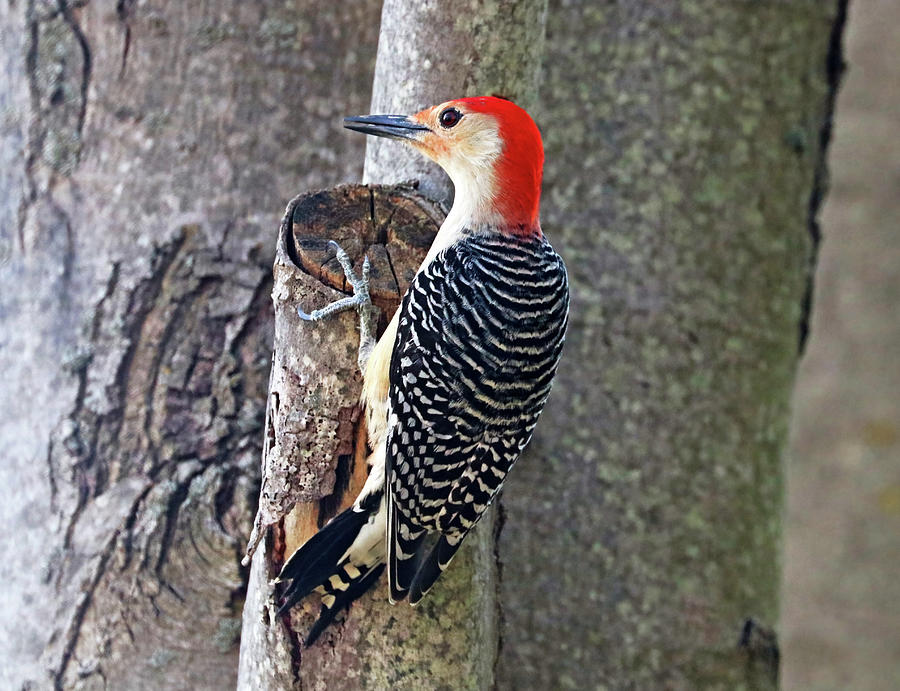 Male Red Bellied Woodpecker Photograph by Debbie Oppermann