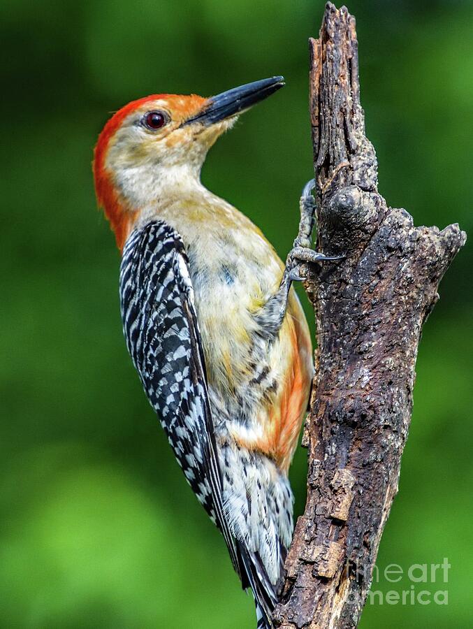 Male, Red-bellied Woodpecker Displaying His Gorgeous Coloring Photograph