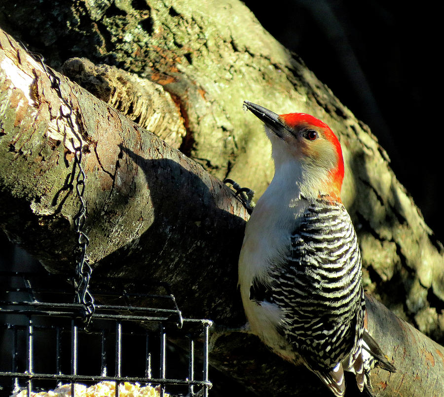 Male Red-bellied Woodpecker Enjoying the Sunshine Photograph by Linda Stern