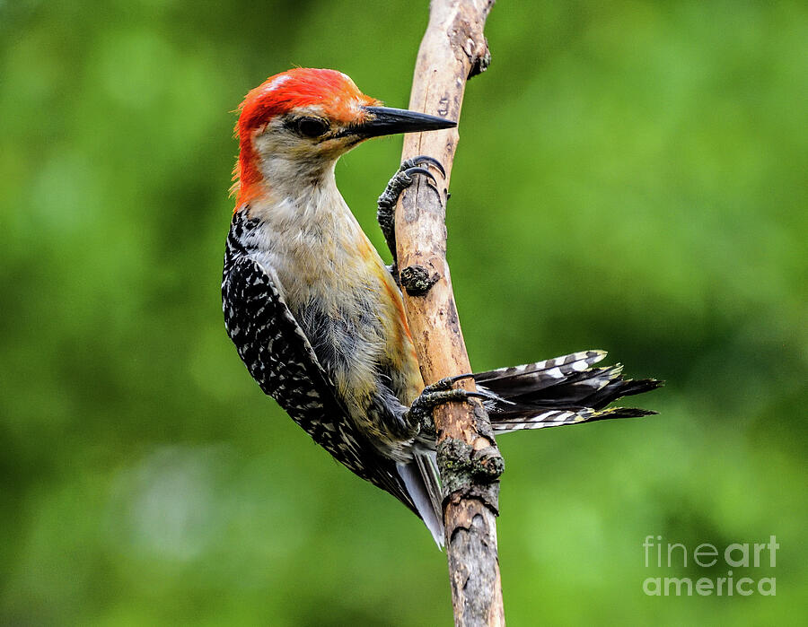 Male Red-bellied Woodpecker Hanging On Photograph