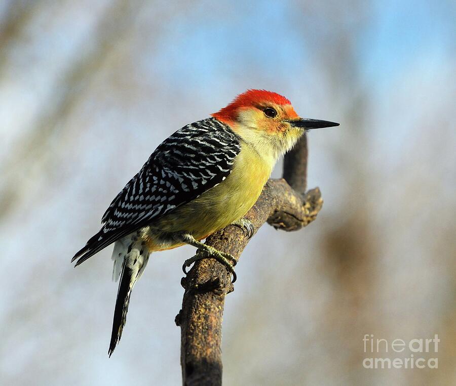 Male Red-bellied Woodpecker Has A Lot Of Red Photograph