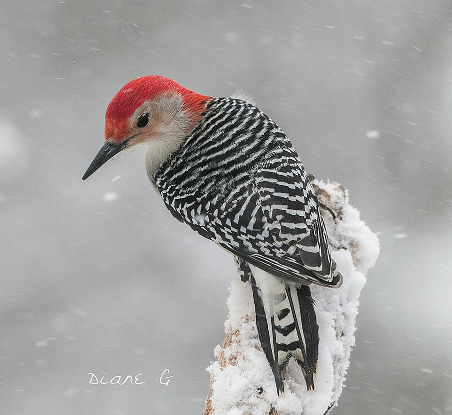 Male Red-bellied Woodpecker in winter. Photograph by Diane Giurco
