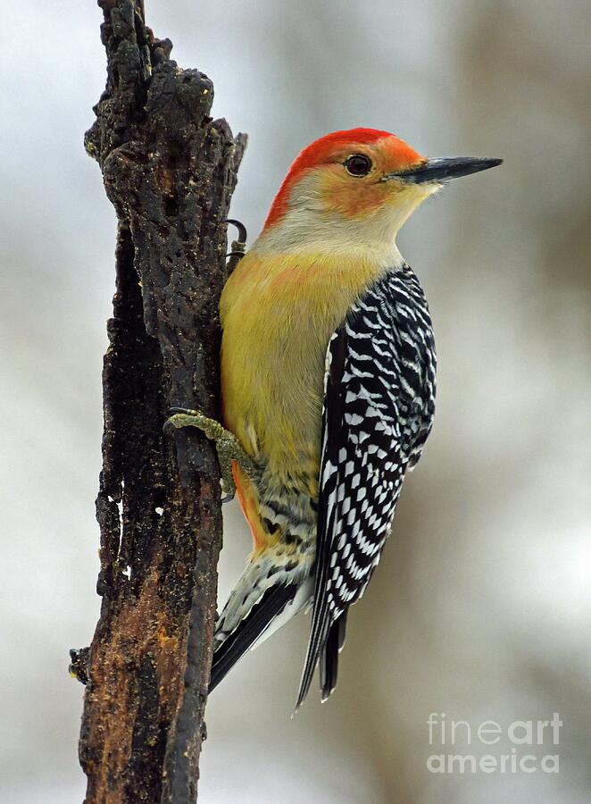 Male Red-bellied Woodpecker Is Perfection Photograph
