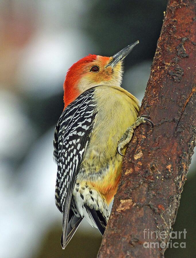 Male Red-bellied Woodpecker Is Plump Photograph