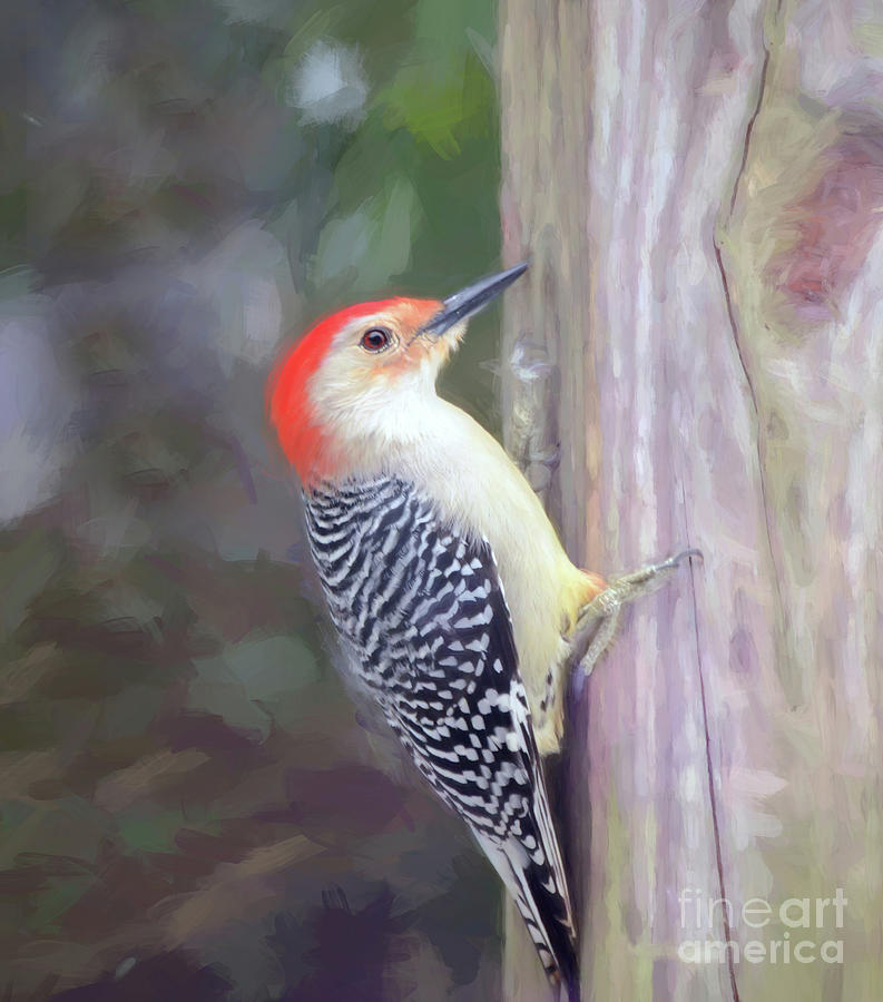 Male Red-bellied Woodpecker Photograph by Kerri Farley