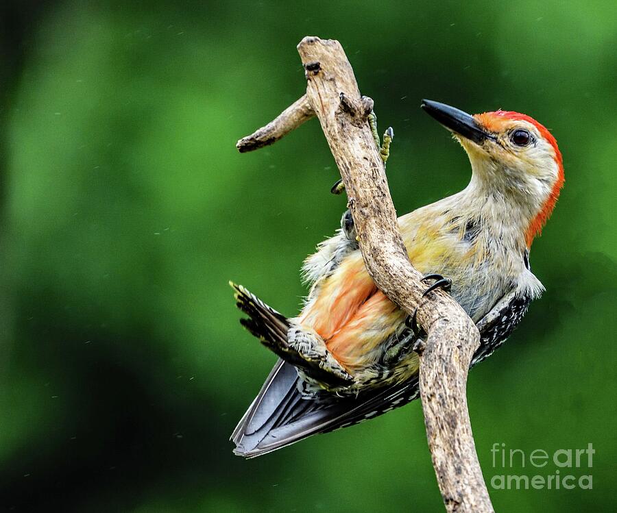 Male Red-bellied Woodpecker Landed Upside Down Photograph