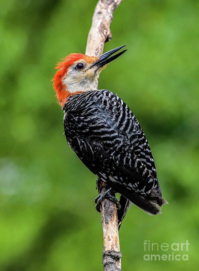Woodpecker Photograph - Male Red-bellied Woodpecker On The Alert by Cindy Treger