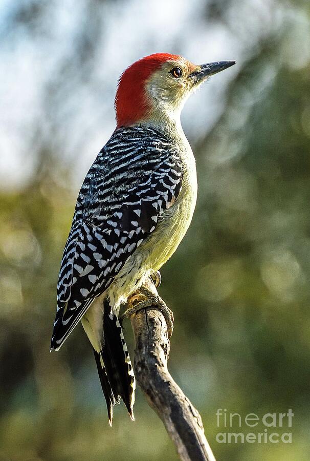 Male Red-bellied Woodpecker With Warm Glow Photograph