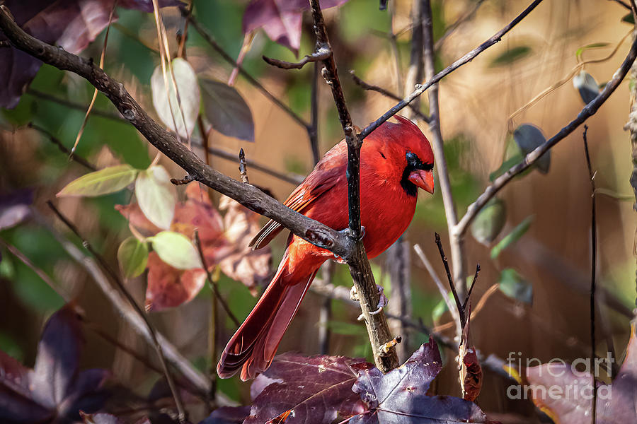 Male Red Cardinal Photograph