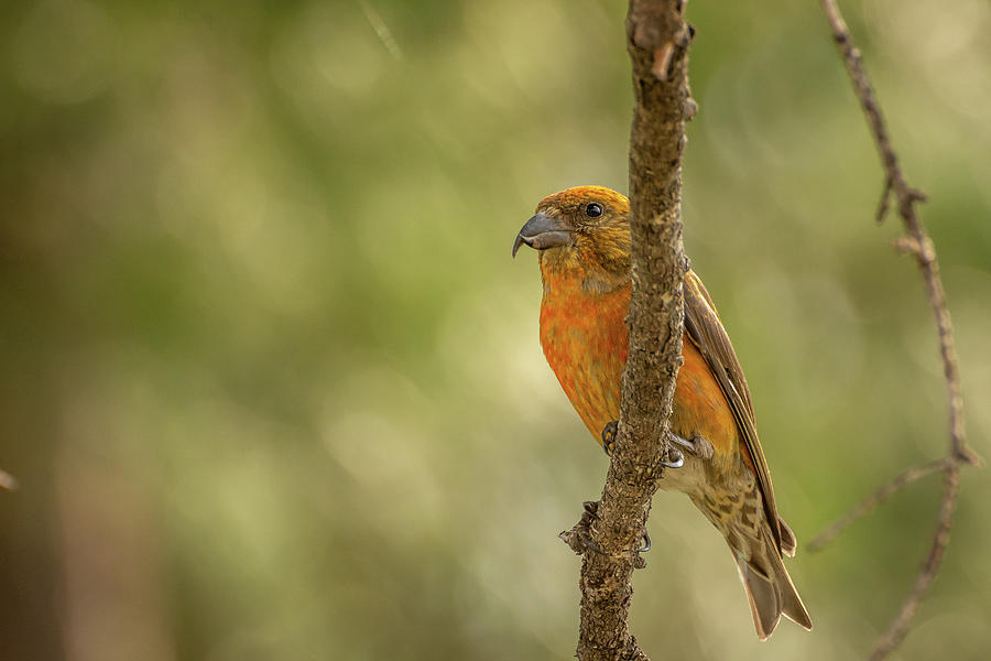 Male Red Crossbill Photograph