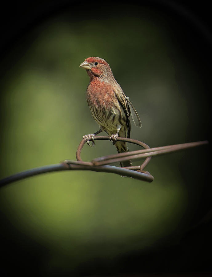 Male Red House Finch Photograph by Jamie Pattison