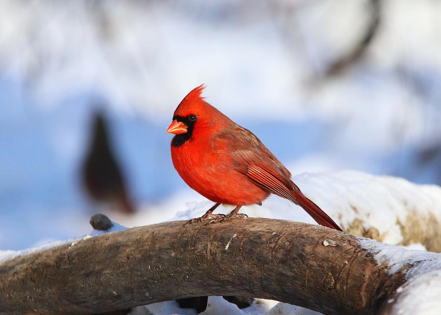Male Red Northern Cardinal Winter Photograph