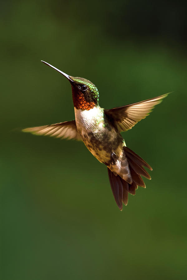 Male Ruby Throated Hummingbird Photograph by Norma Brandsberg