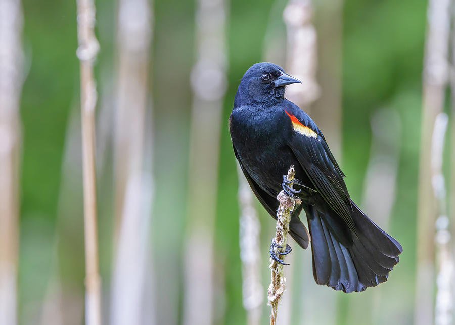 Male Red Wing Blackbird - Guard Duty Photograph by Susan Rissi Tregoning