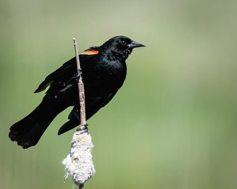Male Red Winged Blackbird Photograph