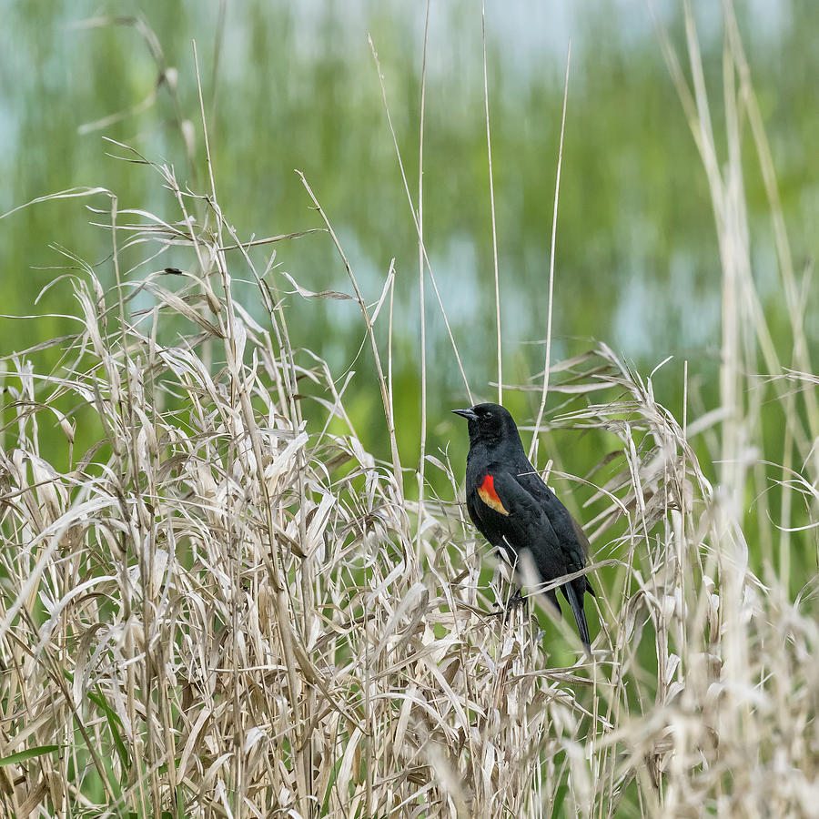 Male Red-winged Blackbird Latches on to Reeds above the Marsh Photograph by Belinda Greb