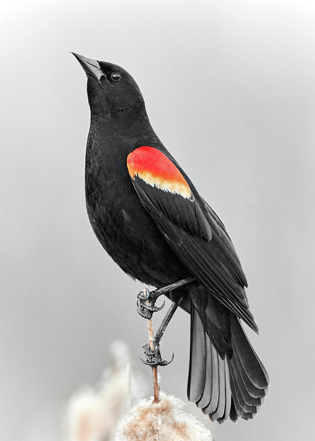 Male Red-winged Blackbird on cattails Photograph by Jim Hughes