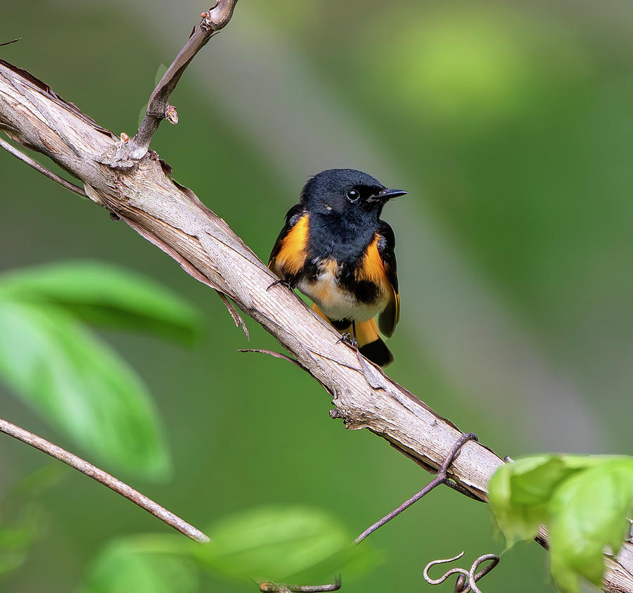 Spring Photograph - Male Redstart In Spring by Dan Sproul