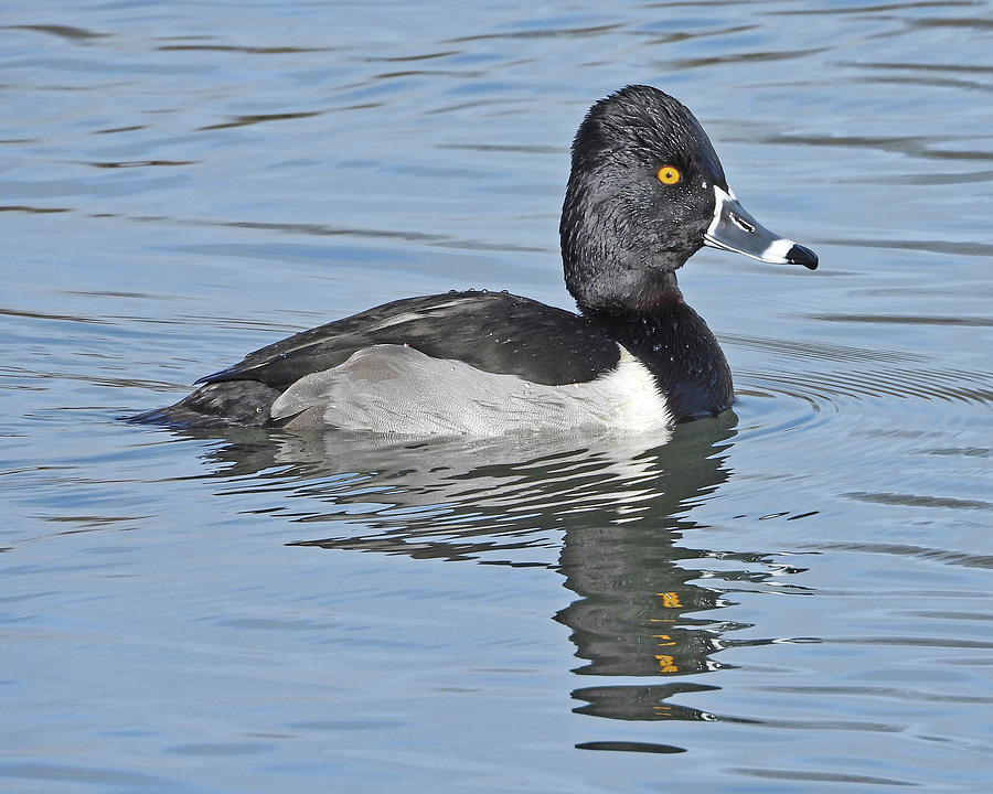 Male Ring-necked Duck Photograph by Lindy Pollard - Fine Art America