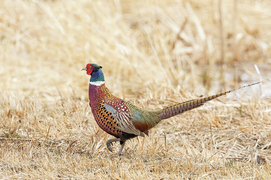 Male Ring-necked Pheasant at Malheur, No. 1 Photograph by Belinda Greb