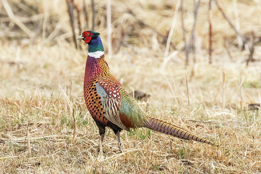 Male Ring-necked Pheasant at Malheur, No. 2 Photograph by Belinda Greb