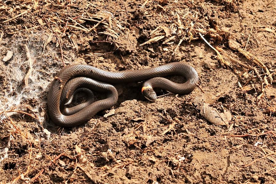 Nature Photograph - Male Ring-necked Snake In Dirt by Les Classics