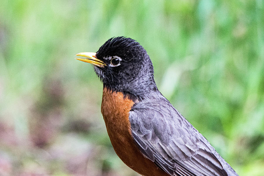 Male Robin Portrait Photograph