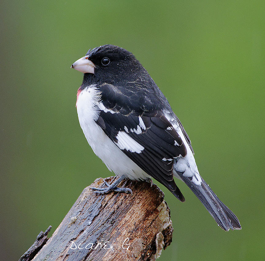 Male Rose Breasted Grosbeak Photograph By Diane Giurco Fine Art America