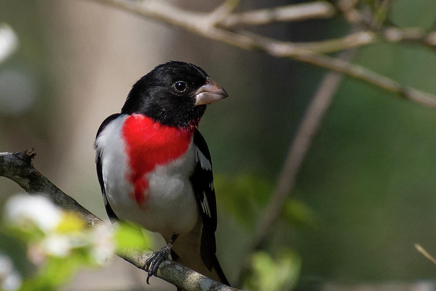 Male Rose-breasted Grosbeak Portrait Photograph by Cascade Colors