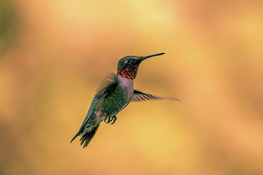 Male Ruby Throated Hummingbird Photograph