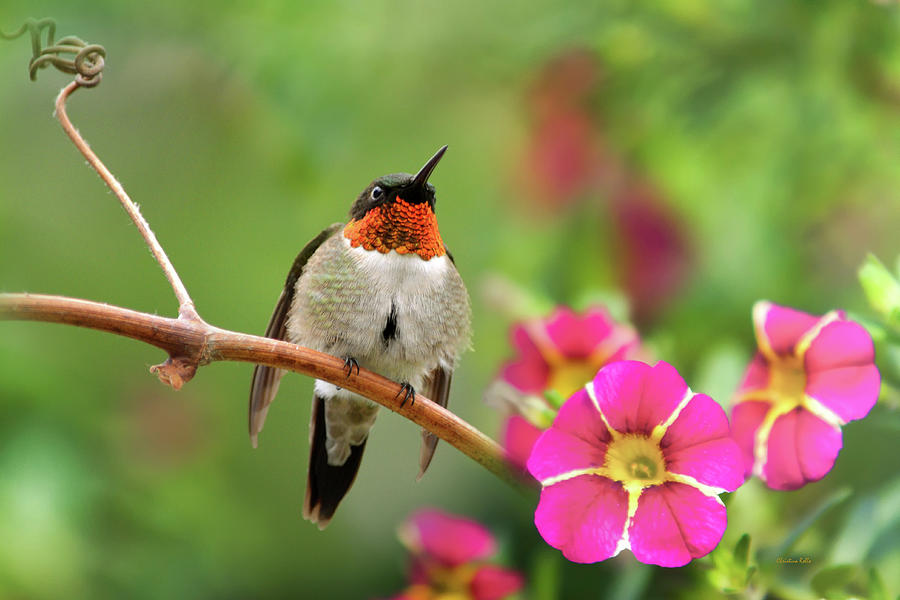 Male Ruby Throated Hummingbird Photograph by Christina Rollo